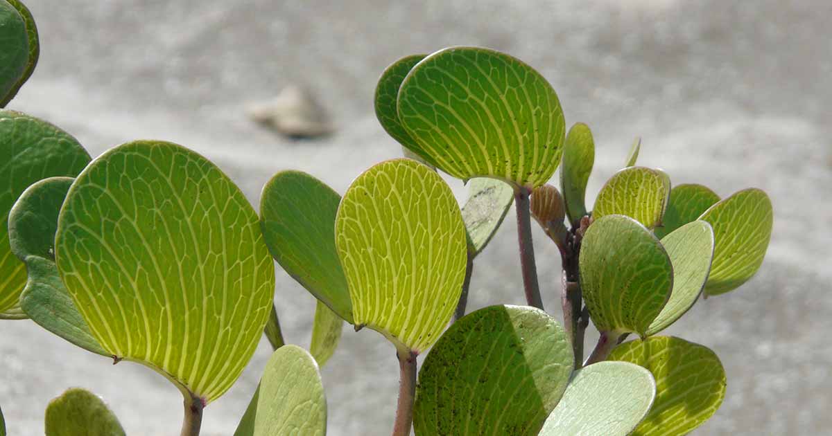 Imagen de la planta Riñonina (Chelidonium majus) y sus usos para la salud renal