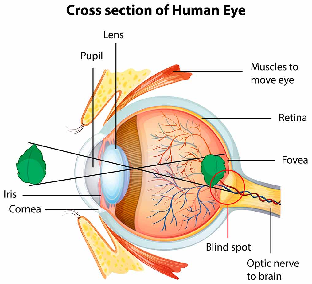 Imagen Enfermedades Oculares Causas Síntomas Tratamientos y cuidados que muestra la anatomía del ojo humano, destacando la córnea, el iris, el cristalino, la retina y el nervio óptico